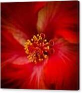 Red Hibiscus 7 Canvas Print