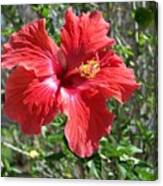 Red Hibiscus Blossom Canvas Print
