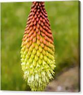 Red Hot Poker Canvas Print