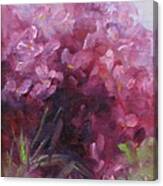 Red Hydrangea Canvas Print