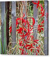 Red Leaves With A Side Of Fence Canvas Print