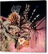 Red Lionfish Canvas Print