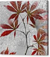 Red Maple Canvas Print