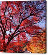 Red Maple Tree In A Temple Canvas Print