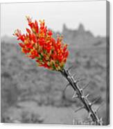Red Ocotillo Flower And Mule Ears Formation In Big Bend National Park Color Splash Black And White Canvas Print