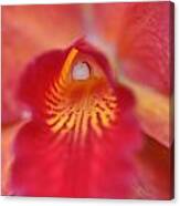 Red Orchid Canvas Print