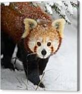 Red Panda In The Snow Canvas Print