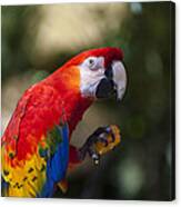 Red Parrot Canvas Print