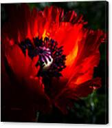 Red Passion Oriental Poppy Canvas Print