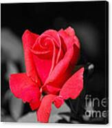 Red Red Rose - Sc Canvas Print