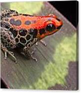 Red Reticulated Poison Dart Frog Canvas Print