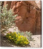 Red Rock Blooming Canvas Print