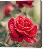 Red Rose After Rain Canvas Print