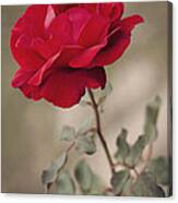 Red Rose Canvas Print