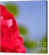 Red Rose Canvas Print