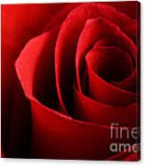 Red Rose Macro Canvas Print