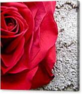 Red Rose On Wall Canvas Print