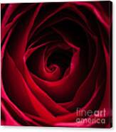 Red Rose Square Canvas Print