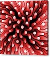 Red Sea Anemone Canvas Print