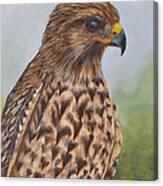 Red Shouldered Hawk Canvas Print