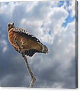 Red Shouldered Hawk Series - High Perch Canvas Print