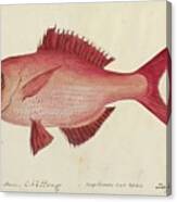 Red Snapper Fish Canvas Print