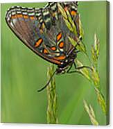 Red-spotted Purple Canvas Print