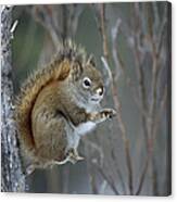 Red Squirrel Feeding On Willows  Alaska Canvas Print
