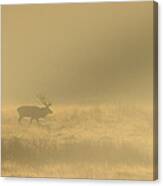 Red Stag Canvas Print