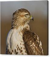 Red-tailed Hawk Portrait Canvas Print