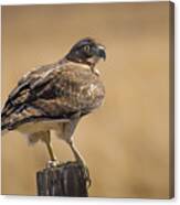 Red Tailed Hawk Watching Canvas Print
