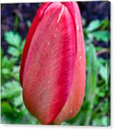 Red Tulip May  By Leif Sohlman Canvas Print