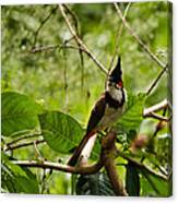 Red-whiskered Bulbul Canvas Print