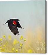 Red Winged Blackbird In Flight Canvas Print