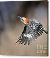 Redbelly Woodpecker Flight Canvas Print
