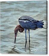 Reddish Egret Feeding In Shallow Water Canvas Print