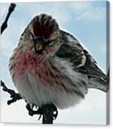 Redpoll Canvas Print