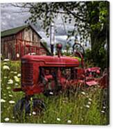 Reds In The Pasture Canvas Print