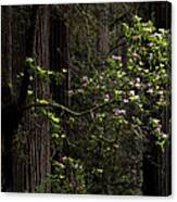 Redwoods And Rhodys Canvas Print
