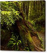 Redwoods Canvas Print