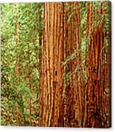 Redwoods Muir Woods Ca Usa Canvas Print