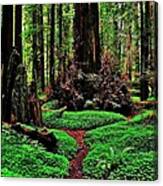 Redwoods Wonderland Canvas Print