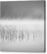Reed In Fog Canvas Print