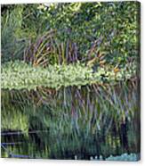 Reed Reflections Canvas Print