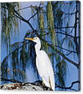 Reef Egret In Tree Canvas Print