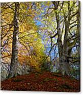 Reelig Forest Canvas Print