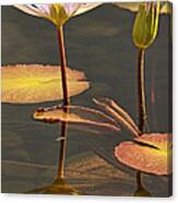 Reflected Water Lilies Canvas Print
