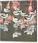 Reflection Of Avocets And Flamingos Canvas Print