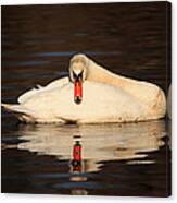 Reflections Of A Swan Canvas Print
