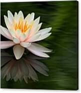 Reflections Of A Water Lily Canvas Print
